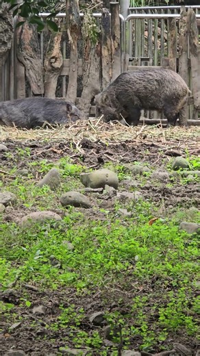台灣野豬Formosan Wild Boar/Taipei Zoo