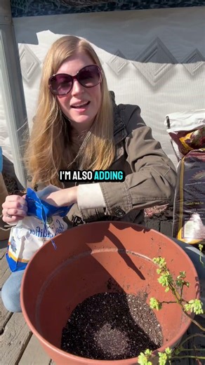 How To Plant Blueberries In Containers