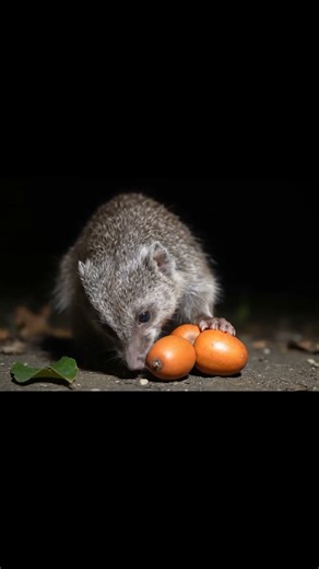 Hungry Mongoose Feasting on Wild Fruits