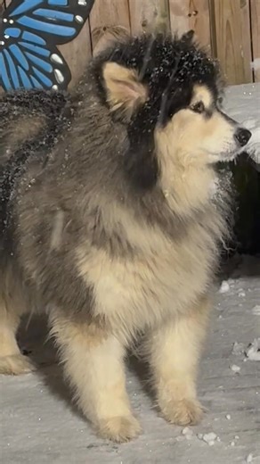 187K views · 2.8K reactions |   Adorable! A Channel 11 viewer's dog is loving the snow in McKeesport! Share your snow photos using this link >>> wpxi.tv/45dhVsb LATEST WEATHER COVERAGE >>> wpxi.tv/4oWLDev | WPXI-TV Pittsburgh | Facebook