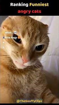 Ranking funniest angry cats 😂 #shorts