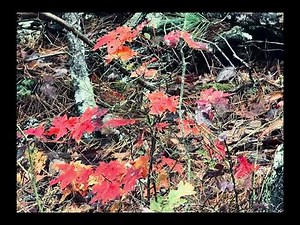 Cades Cove in Peak Fall Color 🍁 Smoky Mountains 2025