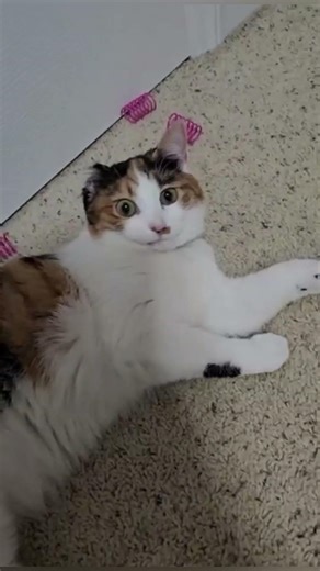 Cat Spring Toy (60 Pack), Cat Kittens Toys Plastic Coil Spiral Springs