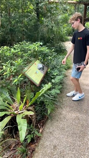 Facts about endangered turtles