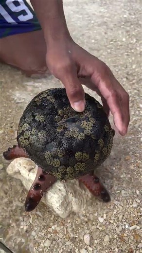 Amazing Sea Life Discovery | Hidden Ocean Creature 🐠