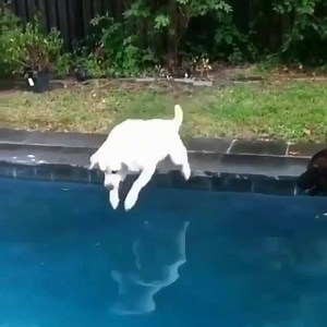 1.4K views · 42 reactions | Watch this pup dive  Join Pet Parade to win tons of prizes every week  Download the app at  https://goo.gl/vXsrsR ❤️ link in bio ❤️ :@petsprestige | Pet Parade | Facebook