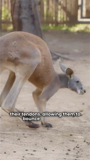 Kangaroo Hopping Explained! – 🦝 Follow 🔔 for More!