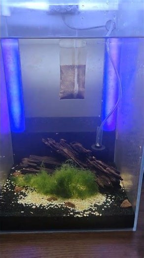 volcano shrimp tank and equip