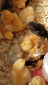 33 reactions · 4 comments | Chick day! This year's chicks have arrived from @mcmurray_hatchery They're hanging out in the greenhouse for a bit since it's such a nice day. #chicksofinstagram #backyardpoultry #homesteading | Common Sense Home | Facebook