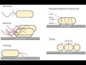Motility Types of Virulence factors for microorganisms; Bacterial movement