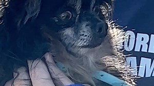 RESCUE ALERT! Our rescue staff just returned from saving the lives of almost 60 puppy mill survivors in collaboration with our partner, National Mill Dog Rescue! These dogs and puppies are now being evaluated by our veterinarians and will be available soon for adoption. Help us continue our no-kill mission by making a donation below! #GetYourRescueOn #PuppyMillSurvivors #PuppyMillRescue #DogsofFacebook #PuppiesofFacebook #NorthShoreAnimalLeagueAmerica | North Shore Animal League America