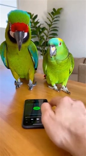 Funny Dancing Parrots 🦜🤣 | Funny Birds Video #ytshorts #parrot #funnyanimal