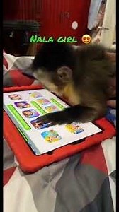 Monkey playing with iPad 😩😍