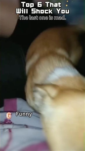 World’s Funniest Compilation You Can’t Miss