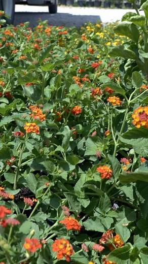 When the shipment truck arrives 🤩 Only about a week remains for our Summer promotion! 10% off at checkout by showing us you follow us on ig until Sep1st! 💕 —— #plantnursery #newplantsmakemehappy #outdoorgarden | JRN Nursery