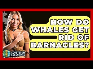 How Do Whales Get Rid Of Barnacles? - Ecosystem Essentials
