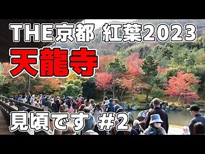 【嵐山 天龍寺#2】2023.11.20 京都の紅葉🍁 素晴らしき庭園
