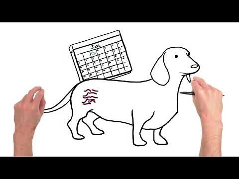 Heartworm lifecycle and heartworm prevention for dogs