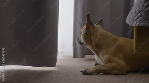 French bulldog lies on the carpet close to the window and looks at the bright spot on the window