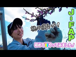 [Picking peaches] I tried J-FAP for the first time!