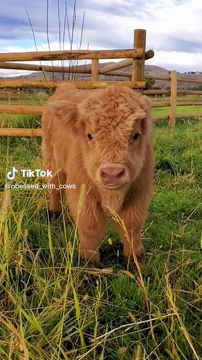 winnie_the_bassethound on TikTok