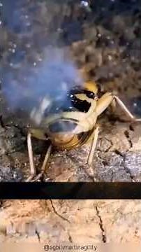 🤯 Nature's Mini Flamethrower: Meet the Bombardier Beetle