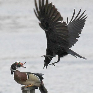 2.1M views · 17K reactions | Mama Duck Fights Crows Attacking Baby Ducklings | Best Birds TV | Facebook