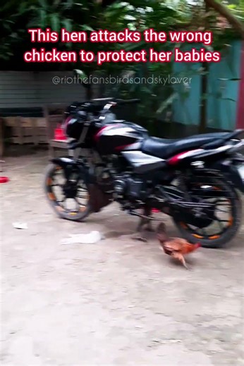 This hen attacks the wrong chicken to protect her babies.