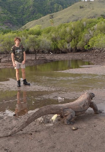 My favourite clip from my YouTube video surviving 5 Days on Komodo Island… 🌋 Full video 🎥 Miller Wilson on YouTube. #komododragon #komodoisland #dinosaur #snake #lizard