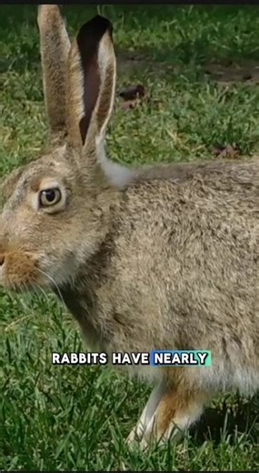 Fascinating Facts About Rabbit Behavior and Anatomy