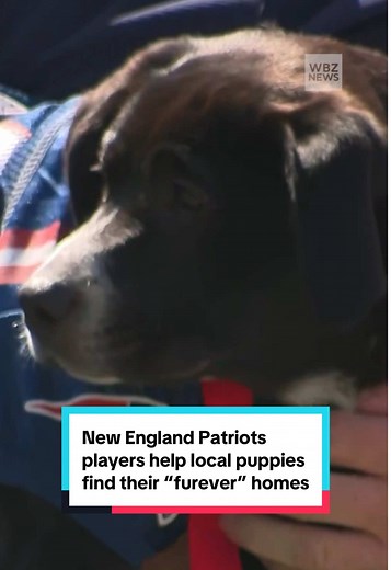 Dog Adoption Event with New England Patriots at Gillette