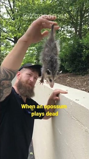 Opossum | This Is How Possums Actually Play Dead