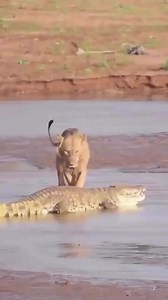 Lion vs Crocodile 🐊 | Nature Of Worlds