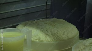 Making cheese: Cheese maker transfers curd mass in cheese mold using a linen cloth. Can filled with whey in foreground.