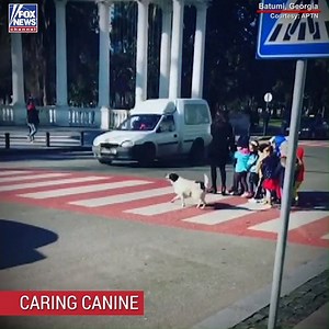 370K views · 10K reactions | PRO BONE-O: A stray dog in Batumi, Georgia took on a new role as volunteer crossing guard when he assisted a group of children crossing the street. | Fox News | Facebook