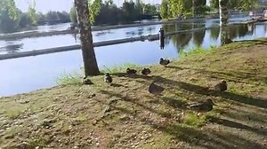Some friendly ducks at my home village in Finland. | Life Is Weird