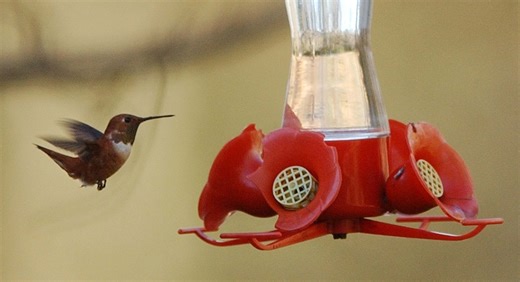 Rufous hummingbirds in Pennsylvania: Fall migration brings rare visitors | Lehigh Valley Nature Watch