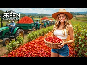 Inside a Chilli Farm: How MILLIONS of Tons Are Grown & Processed | Green - Smart Agruculture