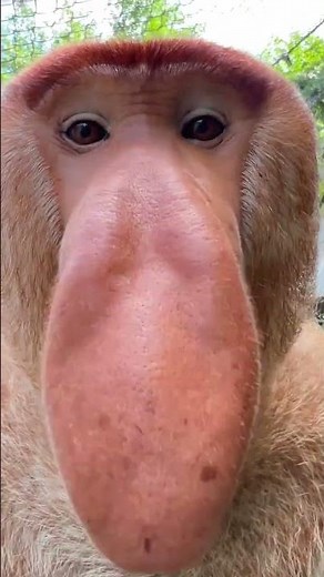 Proboscis Monkey Makes Funny Noises