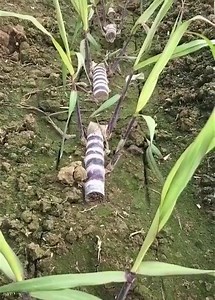 3.4K views · 12 reactions | The process of planting and picking sugar cane in a sugar cane plantation | SHANKARNAG | Facebook