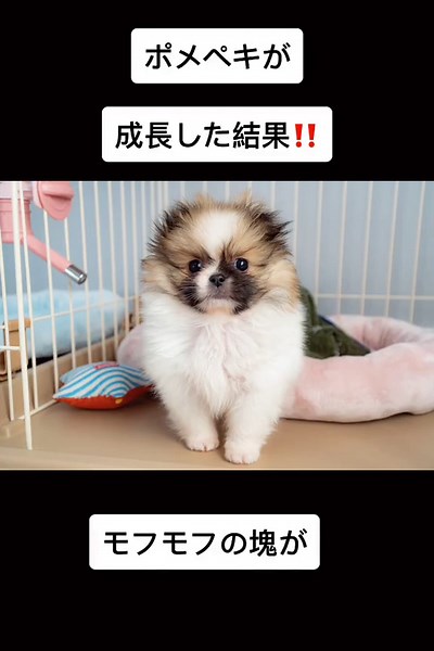 ポメペキ成犬の成長過程と変化 | ポメラニアンとペキニーズミックス