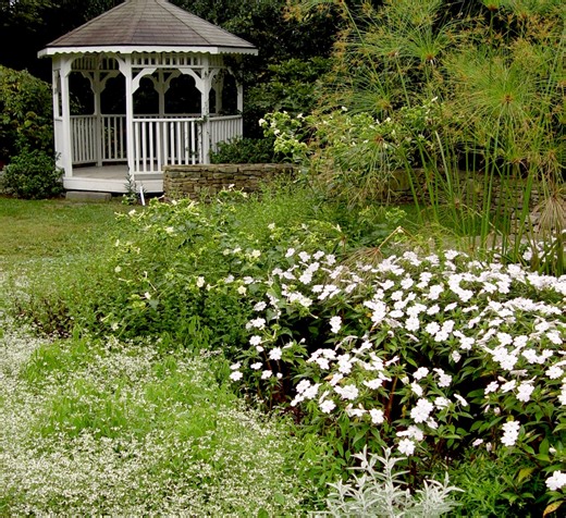 Celebrate the 2026 Color of the Year by purchasing some of these plants