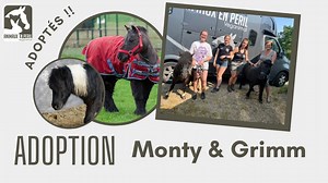 🎉 Adoptions des poneys Monty et Grimm ! 🥳 Le jeudi 8 juin, nos deux protégés Monty et Grimm ont rejoint leur nouveau foyer ! 👉 Pour rappel, Monty avait été saisi pour maltraitance le 10 octobre à Boussu. Le petit poney ne recevait pas les soins nécessaires et souffrait terriblement à cause de la négligence de son propriétaire. Le 15 mars, Animaux en Péril est de nouveau appelé pour secourir un poney près d’Anvers. L’équidé que l’équipe a nommé « Grimm » se trouvait être enfermé dans une pièce