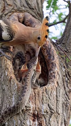 Hoopoe Mother vs Snake | Brave Bird Protects Her Chicks 🐦🐍