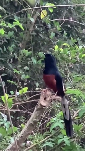 Natural White-Rumped Shama Song – So Beautiful! 🎶