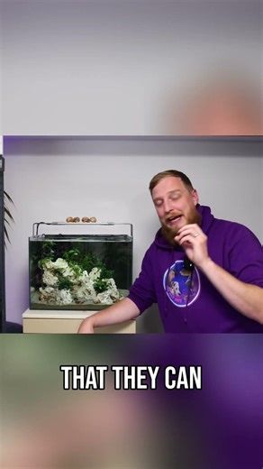 How to Aquascape for Shell Dwellers (Without It Getting Destroyed)