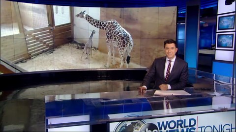April the giraffe gives birth