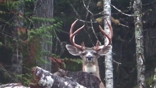 That one day….. #blacktailhunter #blacktaildeer #howtohunt #hunting #bowhunting #zuesthemoose🦌 | Proguide66, Steve Isdahl