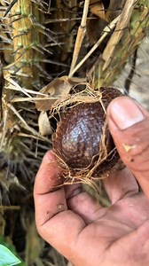 Snake fruit 🐍🐍🐍🐍 | Fruits On Borneo