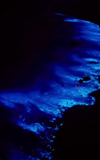 The bioluminescent beach on Vaadhoo Island of Maldives is a tropical paradise in Raa Atoll, famous for its glow-in-the-dark waves. A biological phenomenon causes the water to emit a bright blue light at night, giving the beach an ethereal look. It is also known as Sea of Stars.#bioluminescent #ocean #beach #seaofstars #biology #travel #traveltiktok